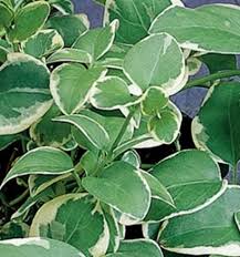Image result for Vinca major