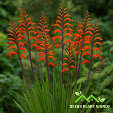 Image result for Afroqueta capensis