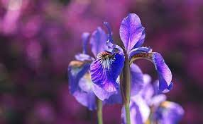 We did not find results for: Purple Flower Symbolism Meaning Garden Gifts Occasions Uniguide