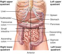 Left lobe of liver, spleen, stomach, jejunum and proximal ileu… sigmoid colon, inferior part of descending colon, left ovary Anatomy Quadrants Anatomy Drawing Diagram