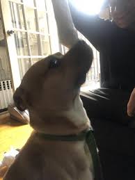Prepared to fully see the. Animal Care Centers Of Nyc Reviews And Ratings New York Ny Donate Volunteer Review Greatnonprofits
