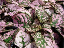 Image result for Hypoestes sp. aff. aristata B
