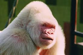 Albino & preto© © 2019. Albino Gorilla Was Product Of Inbreeding Finds Study Csmonitor Com