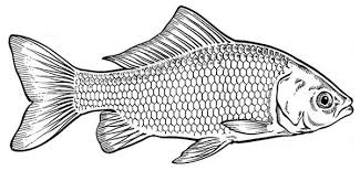 Goldfish Drawing Gallery Fish Illustration Shape Art Fish Art