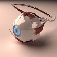 3d Model Human Eye Section In 2020 Human Eye Human 3d Model