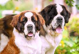 First, you can talk to your veterinarian, and they'll be able to tell you. 5 Things To Know About Saint Bernards