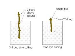 We did not find results for: Propagating Plants From Hardwood Cuttings Deep Green Permaculture