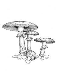 The pnw abounds with a huge variety of native and imported plants. Poison Plant Illustrations Australian Plant Information