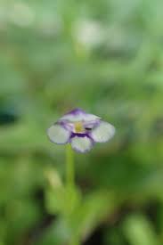 Image result for Lindernia conferta