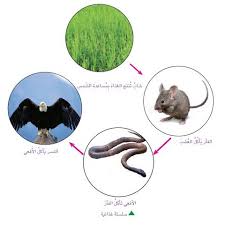 تحميل كتاب العلوم للصف الثالث الابتدائي 2020 Pdf العراق