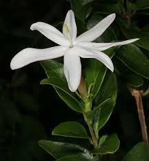 Image result for Jasminum breviflorum