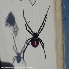 In the us, they are found in all the four southwestern deserts (great basin, sonoran, chihuahuan, and mojave). Fermi Constellations