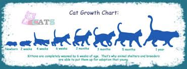 Cat Growth Chart And The Growth Of Cats