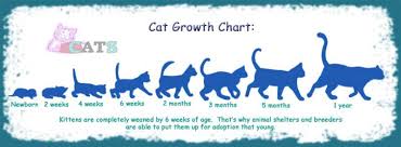 cat growth chart and the growth of cats