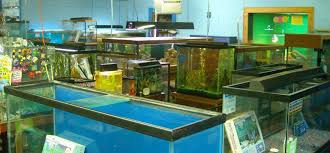 Colloidal silver for pets for treating pet diseases. Tropical World Iii Home Facebook