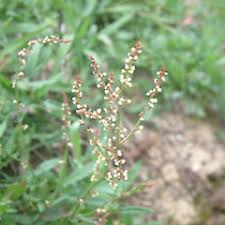 Image result for Sapium acetosella