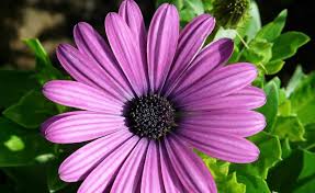 Resultado de imagen de gerbera