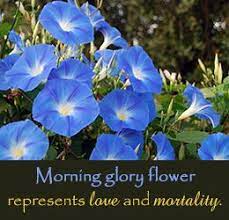 What Does The Morning Glory Flower Represent Bahcecilik