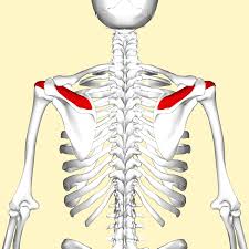 Posterior view of the muscles connecting the upper extremity to the vertebral column. by mikael häggström. Supraspinatus Muscle Wikipedia