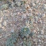 Image result for Euploca ovalifolia