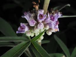 Image result for Vitex fischeri