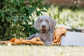 Image result for výmarský krátkosrstý ohař