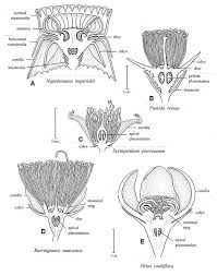 Image result for Lecythidaceae