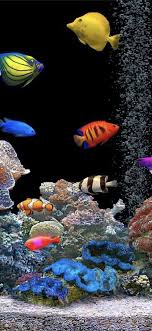 Aquarium Tank Colorful Parallax Trends Iphone11wallpaper In 2020 Tank Wallpaper Live Fish Wallpaper Fish Wallpaper