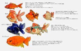 ป กพ นโดย taka minami ใน goldfish 金魚 peixe dourado 金鱼 poisson rouge 금붕어 cyprin dore pesce rosso goldfisch pez dorado ปลาทอง