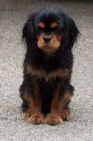 Black And Tan Cavalier King Charles Spaniel Puppies For Sale Near Me Pictures Of Cavalier King Charles Spaniel Dog Breed King Charles Cavalier Spaniel Puppy King Charles Dog Cavalier King Charles Dog