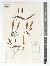 Image result for Pleopeltis macrocarpa