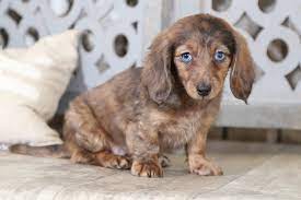 After over 20 years dog breeder for the dachshunds, carter's dachshunds is celebrating. How Much Is A Long Haired Dachshund Puppy
