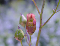 Image result for Landolphia lanceolata