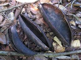 Image result for Maerua becquetii