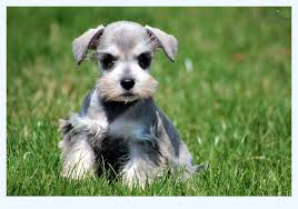 Find miniature schnauzer puppies and breeders in your area and helpful miniature schnauzer information. Miniature Schnauzer Puppies For Sale Dog Breed