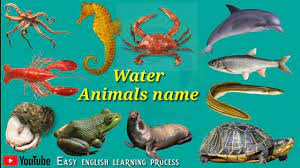 Water Animals Name Sea Animals Name Easy Englishl Learning Process Youtube