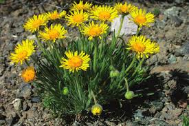 Image result for Eriocephalus ambiguus