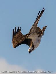 Florida Birds Of Prey Images Category Nature Suzy Mast Photography Birds Of Prey Prey Osprey Books