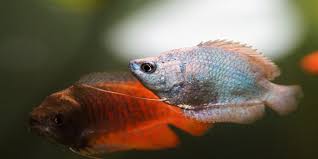 Gurame batu adalah salah satu jenis ikan gurame yang lebih cocok untuk dijadikan ikan hias di aquarium. 5 Jenis Ikan Hias Gurame Mini Paling Populer Berikut Harganya