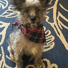 Meet tuttle a pet for adoption. Phoenix Maryland Cairn Terrier Meet Wookie A For Adoption Https Www Adoptapet Com Pet 29266645 Phoenix Maryland Cairn Terrie In 2020 Cairn Terrier Terrier Pets
