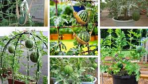 We did not find results for: How To Grow Watermelons In Containers My Desired Home