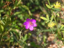 Image result for Talinum tenuissimum