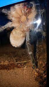 A 20 gallon tank is a suitable home for the mexican red knee tarantula. Aphonopelma Seemanni Male Or Female Arachnoboards