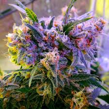 Aurora Indica Strain Information Cannaconnection Com