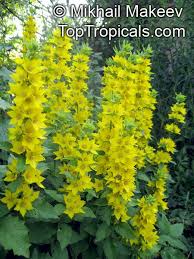 Image result for Lysimachia angustiloba