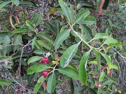 Image result for Agarista salicifolia