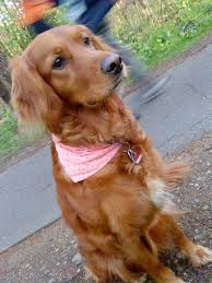 Delilah mother our pet was. Irish Setter Golden Retriever Mix Golden Retriever Irish Setter Mix Golden Retriever Red Golden Retriever Lab
