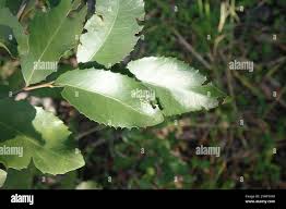 Image result for Maytenus undata