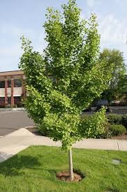 Browse 22,775 ginkgo tree stock photos and images available, or search for ginkgo biloba or leaf to find more great stock photos and pictures. Ginkgo Biloba Maidenhair Tree Maidenhair Tree Street Trees Ginkgo Tree