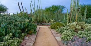 See more ideas about cactus, arizona, arizona cactus. Ottosen Entry Garden Desert Botanical Garden Desert Botanical Garden Lawn And Landscape Japanese Garden